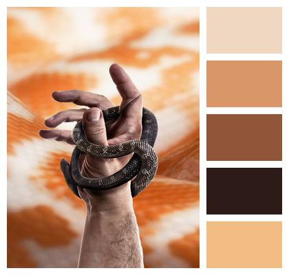 Dream Reptile Snake Snake Image