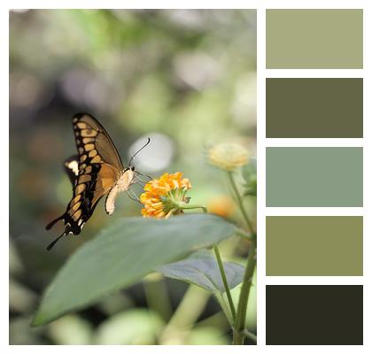 Pollination Lantana Butterfly Image