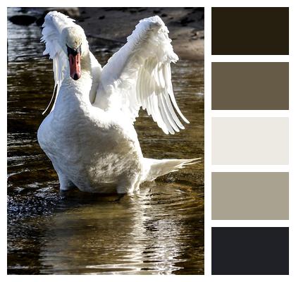 Animal Swan Bird Image