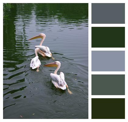 Pond Pelicans Birds Image