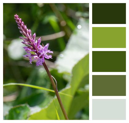 Flower Lupine Plant Image