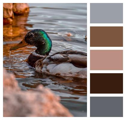 River Waterfowl Duck Image