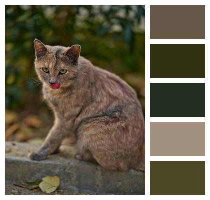 Cat Pet Iran Image