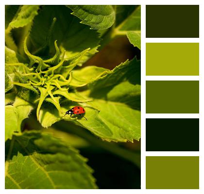 Sunflower Agriculture Ladybug Image