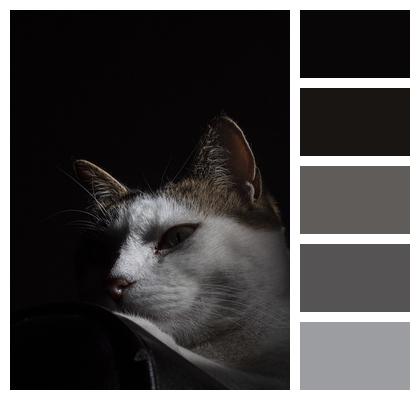 Cat Animal Portrait Image
