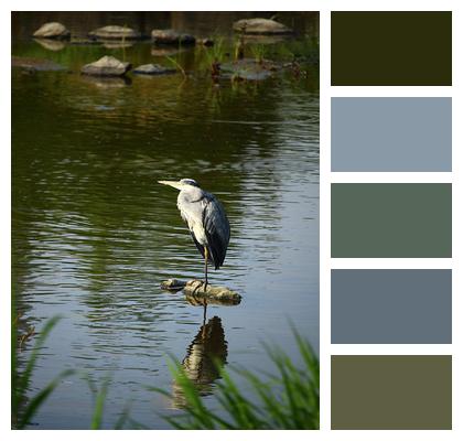 Bird Heron Ornithology Image