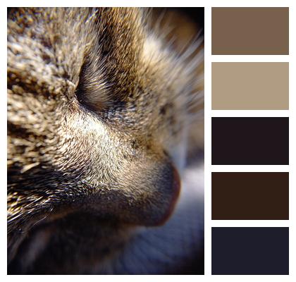 Animal Pet Cat Image