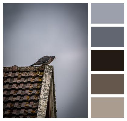 Pigeon Bird Roof Image