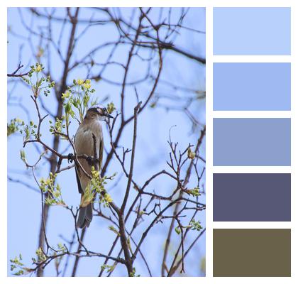 Animal Sparrow Bird Image