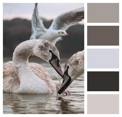 Birds Ornithology Swan Image