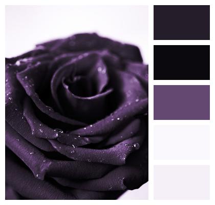 Purple Petal Rose Image