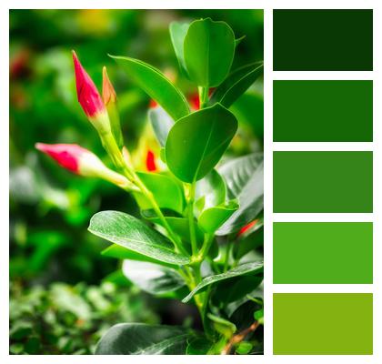 Flora Plant Flowers To Flourish Image