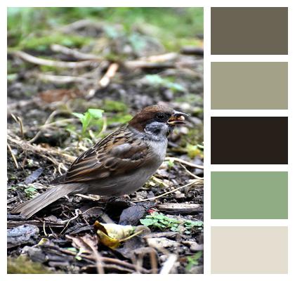 Bird Sparrow Animal Image