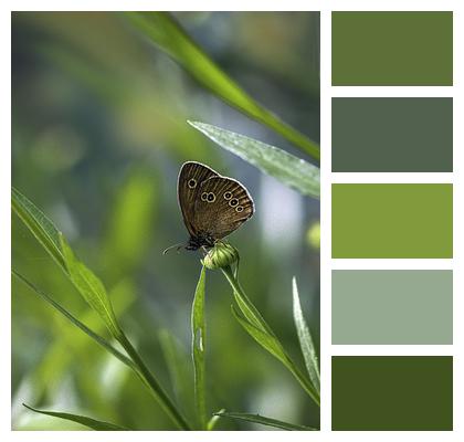 Insect Butterfly Ringlet Image