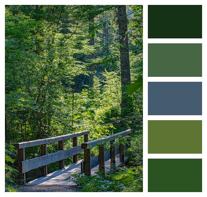 Railing Forest Bridge Wooden Bridge Image