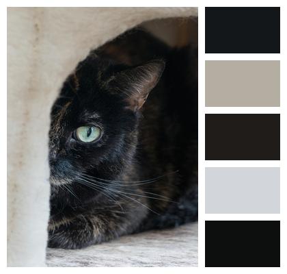 Hidden Feline Cat Image