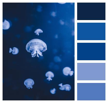 Jellyfish Sea Underwater Image