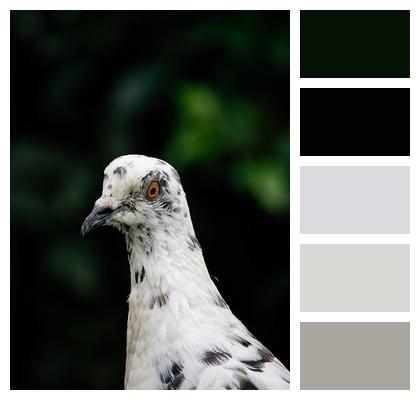 Pigeon Animal Bird Image