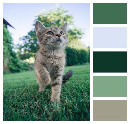 Kitten Lawn Cat Image