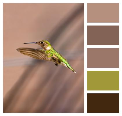 Hummingbird Bird Animal Image