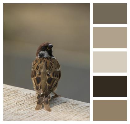 Bird Perched Sparrow Image