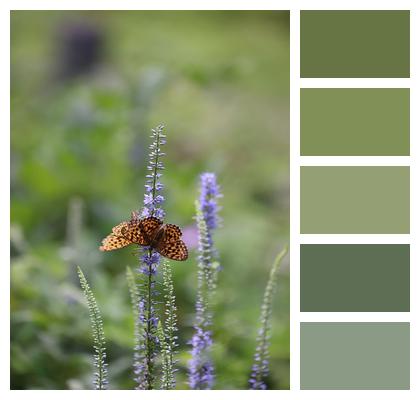 Butterfly Insects Pollination Image