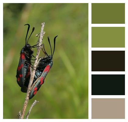 Insects Burnet Butterfly Image