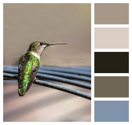 Wildlife Bird Hummingbird Image