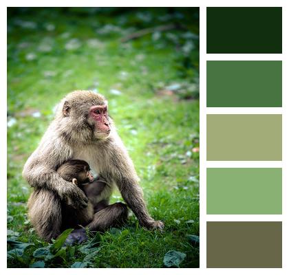 Wildlife Japanese Macaque Animals Child Image