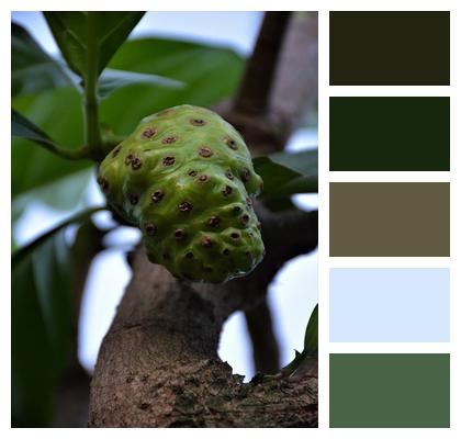 Fruit Nature Noni Image