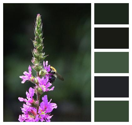 Bumblebee Loosestrife Fertilization Image