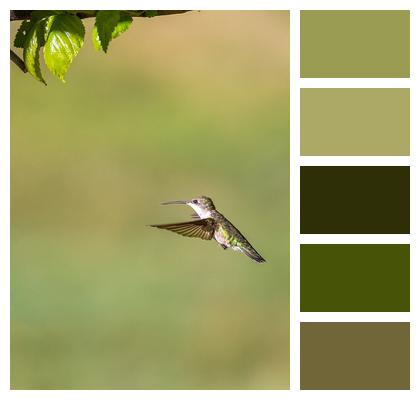 Hummingbird Nature Bird Image