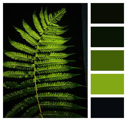 Fern Nature Green Image