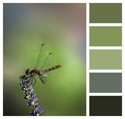 Pollination Dragonfly Flowers Image