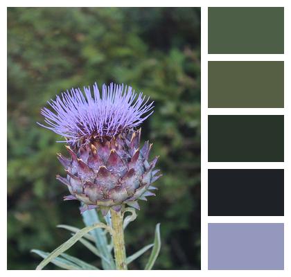 Spiky Thistle Flower Image