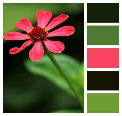 Flower Zinnia Blossom Image