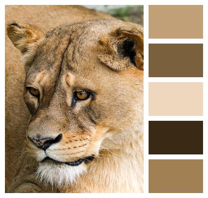 Head Animal Lioness Image