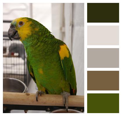 Bird Parrot Pet Image