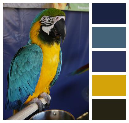 Parrot Bird Macaw Image