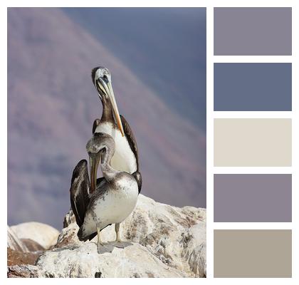 Ornithology Birds Pelican Image