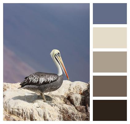 Ornithology Pelican Bird Image