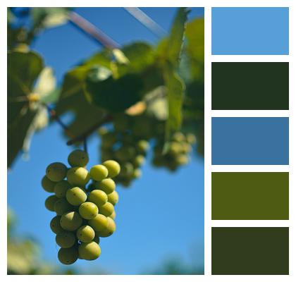 Fruits Garden Grapes Image