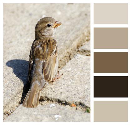 Bird Perched Sparrow Image