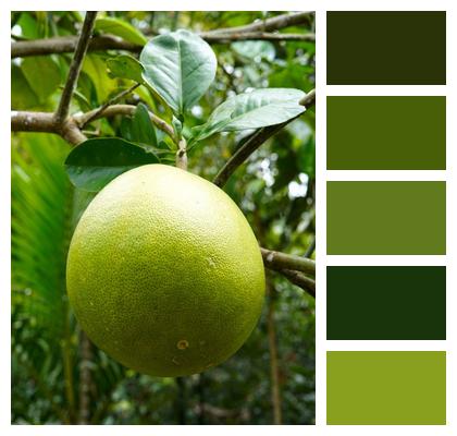 Pomelo Fresh Fruit Image