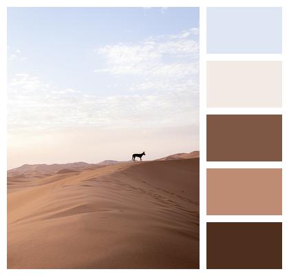 Morocco Dog Desert Image