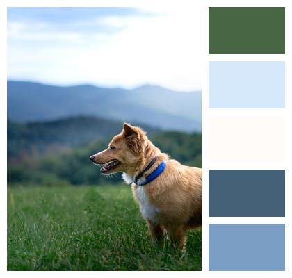 Forest Mountain Dog Image