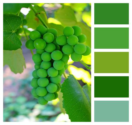 Fruit Leaves Grapes Image