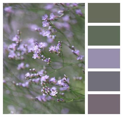 Perennials Flower Lavender Image