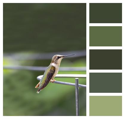 Bird Wildlife Hummingbird Image