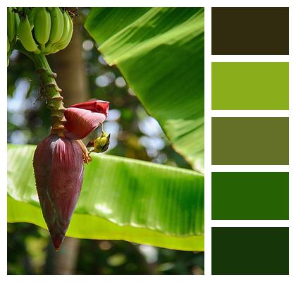 Organic Growth Nature Banana Blossom Image